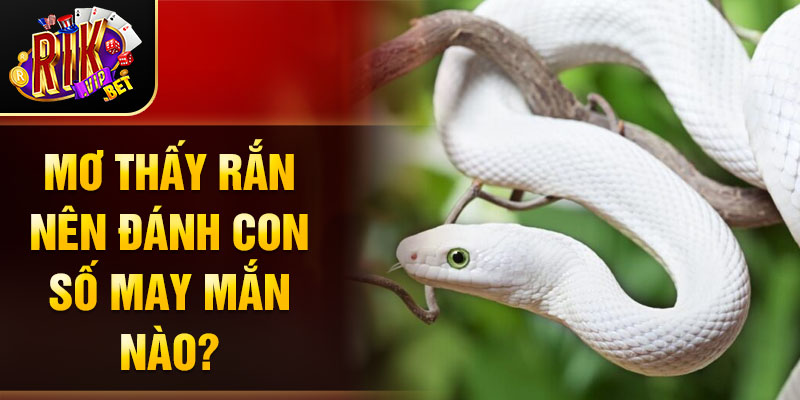 mơ thấy rắn đánh con gì