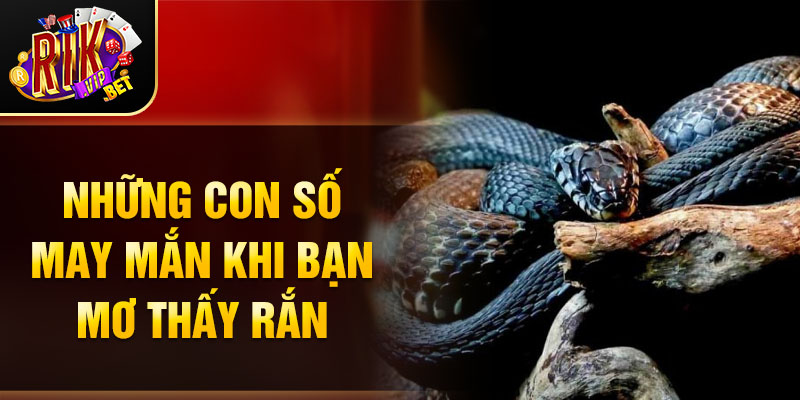 Những con số may mắn khi bạn mơ thấy rắn